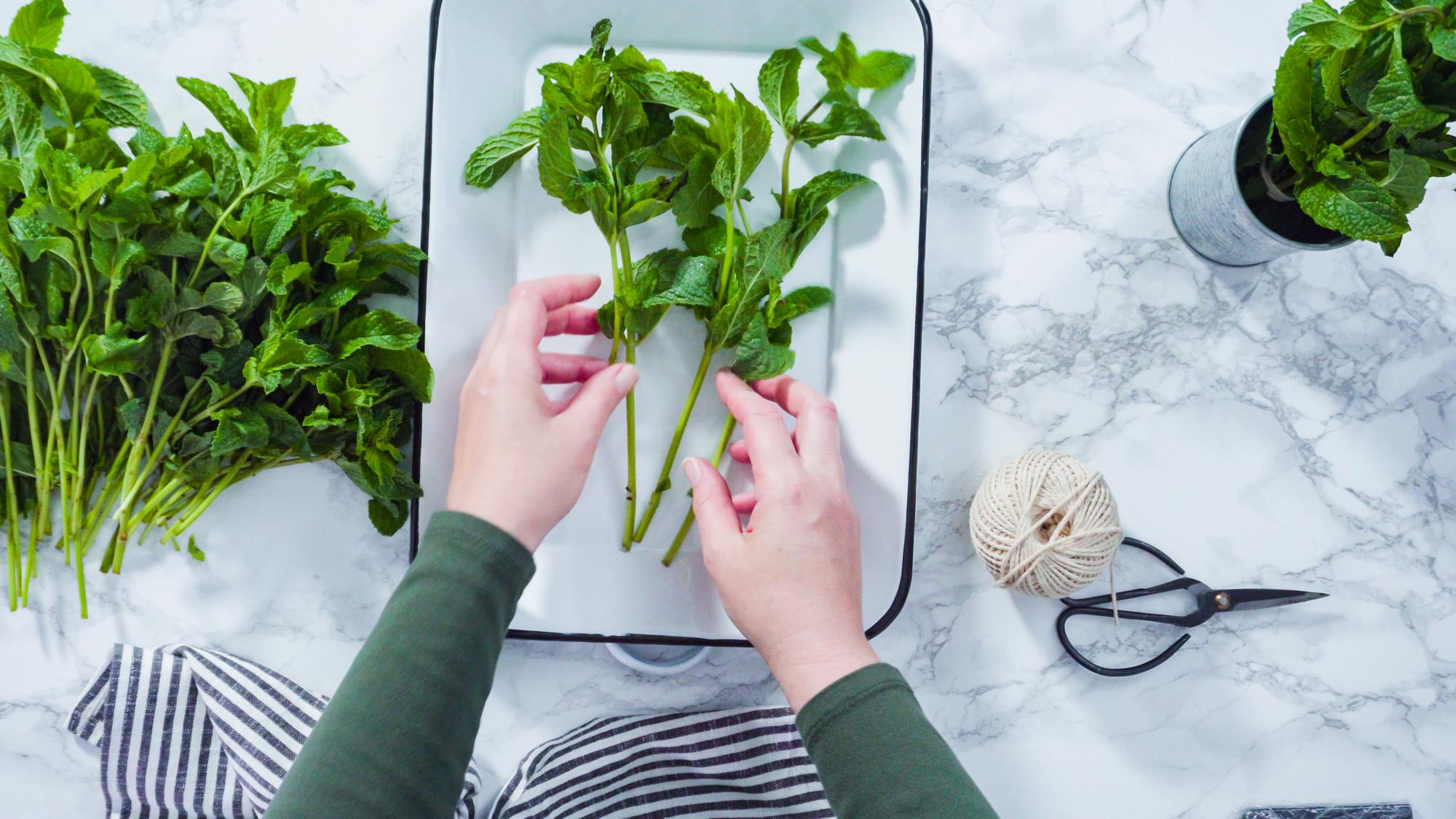 Compact mood image of chef's hands with herbs